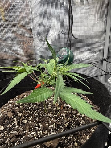 Gorilla Cookies — 1st Grow — vegetative, day 40