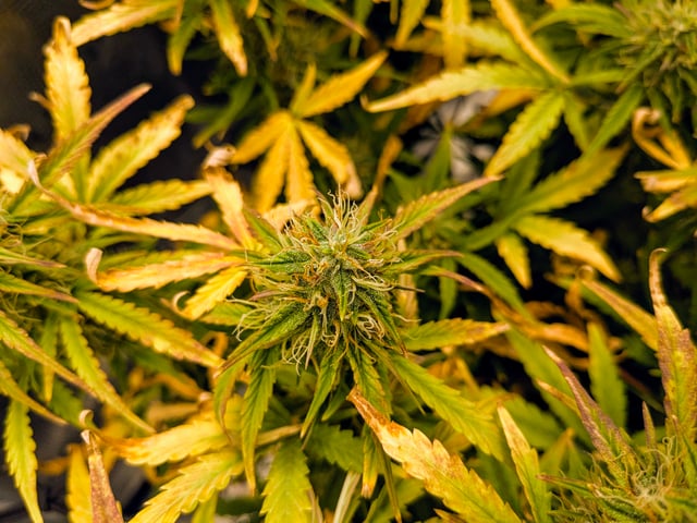 first grow — flower, day 55