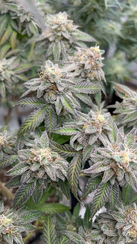 CB (Fem Photo) — flower, day 83