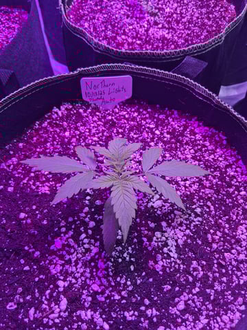 first auto grow — vegetative, day 15