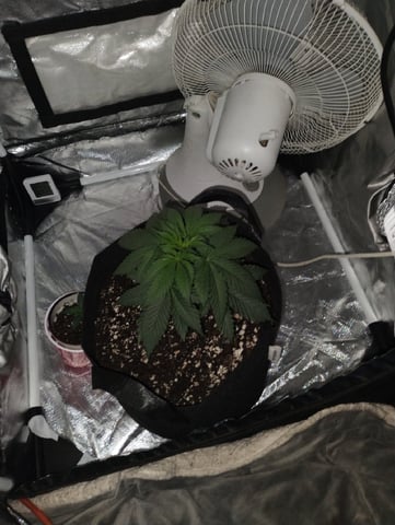 Beginner grower  — vegetative, day 14