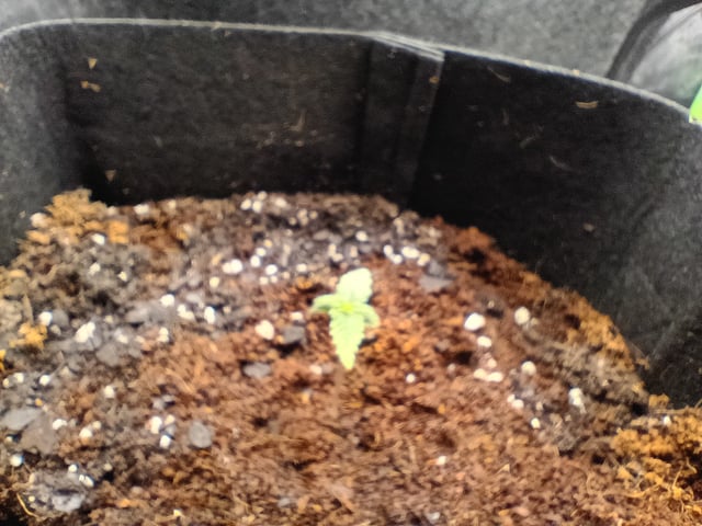 1st Grow Eva — seedling_rooting, day 8