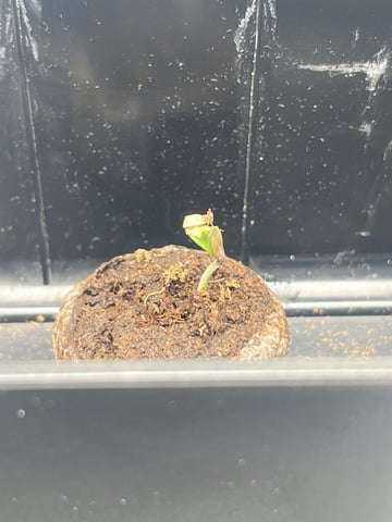 Humboldt Chicken N Wafflez — seedling_rooting, day 1