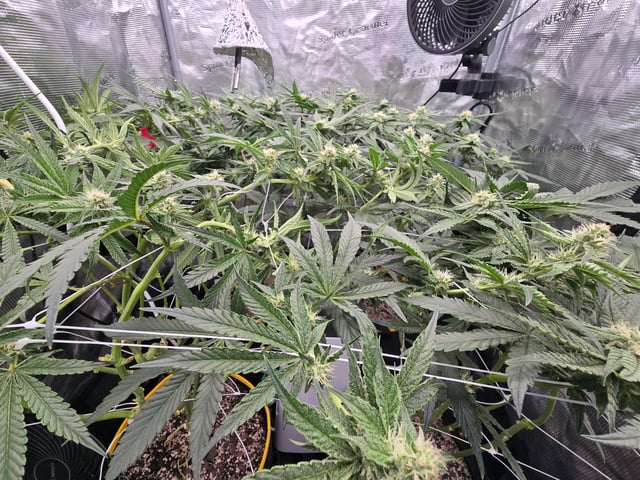 Grow #2 — flower, day 31