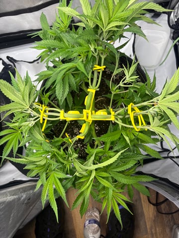 papayton  — grow_setup, day 1