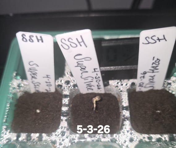 Super Silver Haze Fem Photo — germination, day 4