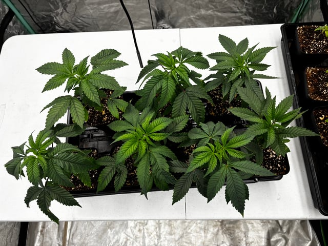 PKB remix/PotG — seedling_rooting, day 38