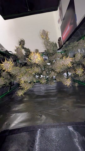 Strawberry Cheesecake Seedsman Seeds Autoflowers x2 — flower, day 96