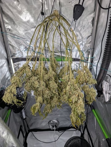 Cinderella 99 -C99 — harvest, day 117