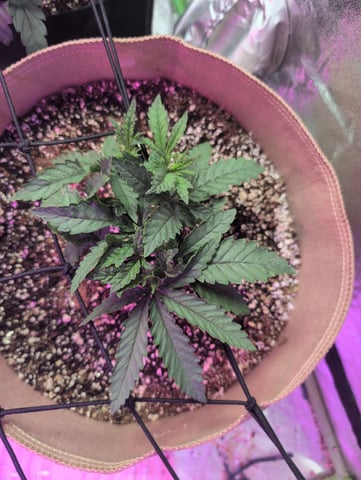 2025-26 — vegetative, day 22