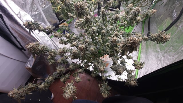 1st grow indoors(cardboard box to 2x2x4 to 5x5x6) — flower, day 136