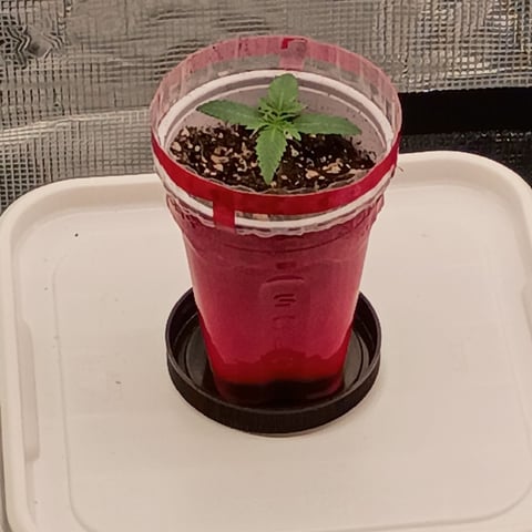 TentPlantLightFan — seedling_rooting, day 14