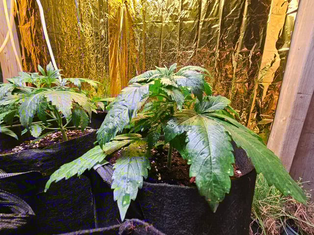 skywalker haze — grow_setup, day 22