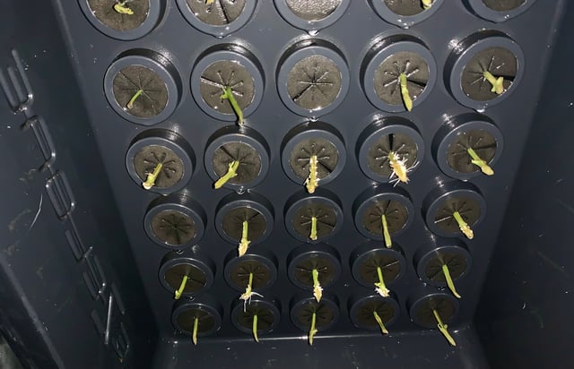 Six  — vegetative, day 47