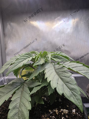 Granny Candy and PLCG — vegetative, day 27