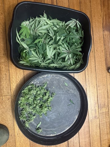 Another hard start! — flower, day 100