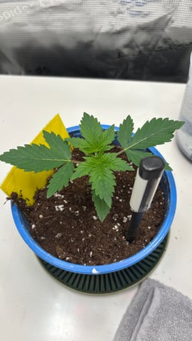 #1 momo (purple punch) — vegetative, day 13