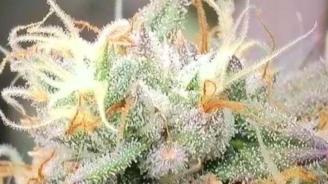 First Grow — flower, day 110