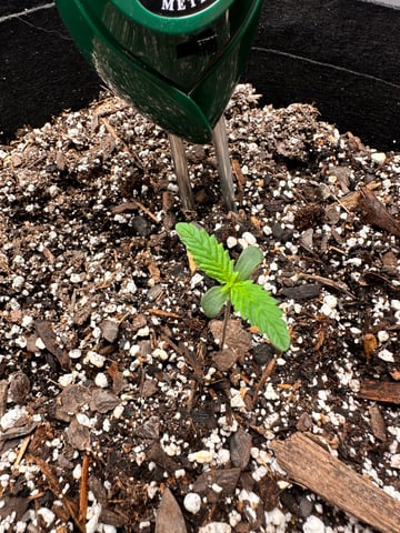 Gorilla Cookies — 1st Grow — seedling_rooting, day 9