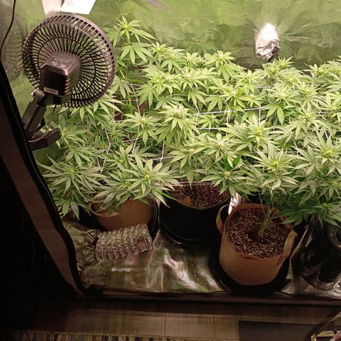 TentPlantLightFan — flower, day 91