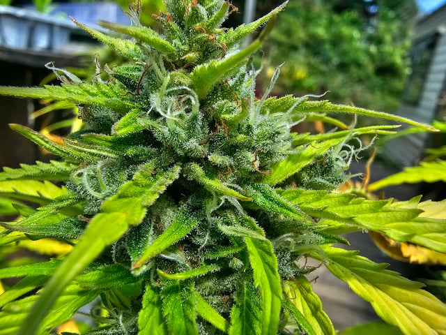 Cheshablue  — done, day 52