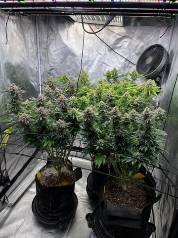 best budz — flower, day 78