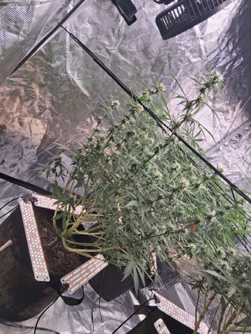 Seedman mix auto & seedman mix auto & GodFather OG — flower, day 73