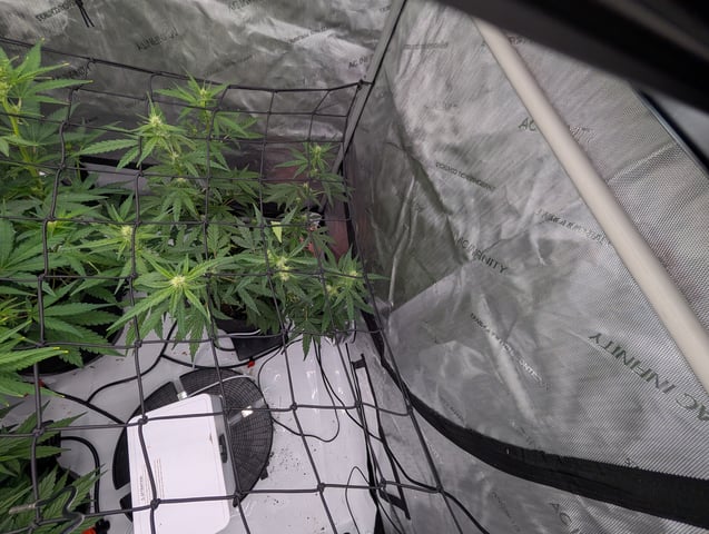 Grow #4 — vegetative, day 40