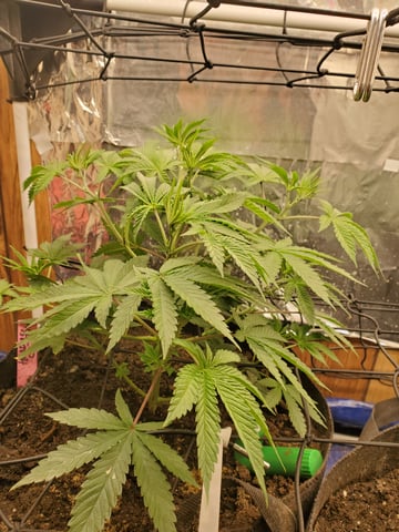 Banana Purple Punch & Rainbow Showers — vegetative, day 53