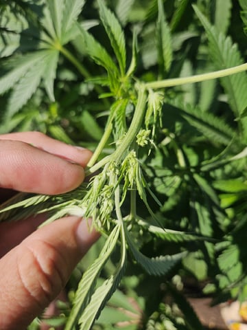 Sour Headies/OGBX1 — vegetative, day 34