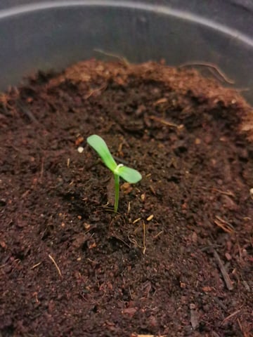 First grow in first set up — seedling_rooting, day 12