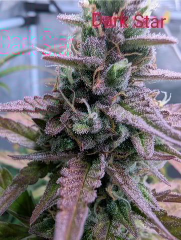 Dark Star — flower, day 69