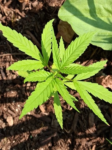 first grow  — vegetative, day 1