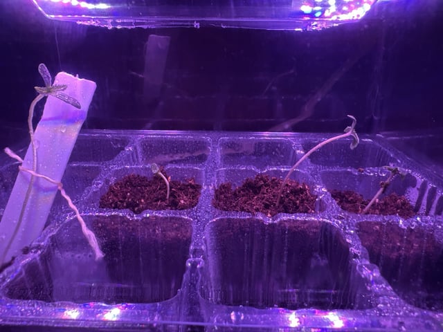 My First Grow — germination, day 3