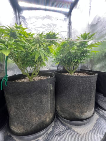 Gorilla Zkittlez & RS #11 — flower, day 71