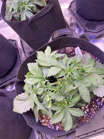 1st Ever Grow (GodFather OG) (Coco) — vegetative, day 29