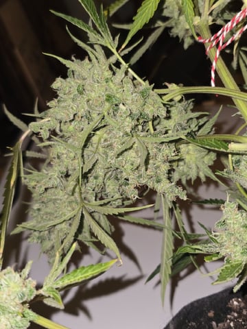Autos AGAIN — flower, day 90
