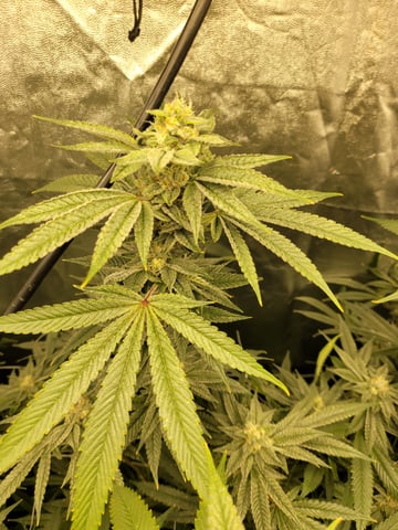 #3 — flower, day 65