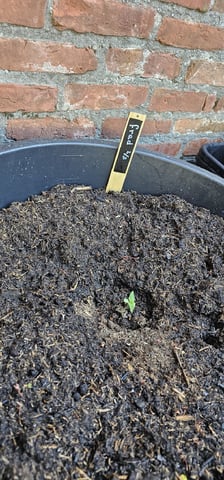 Purple Haze Autoflower — vegetative, day 16
