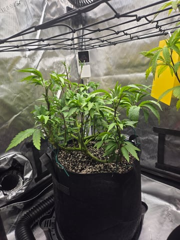 First Grow — vegetative, day 25