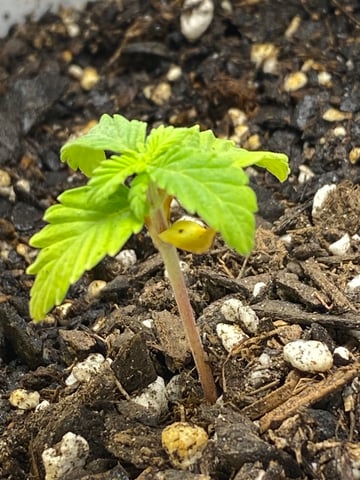 Gorilla Melon — seedling_rooting, day 23
