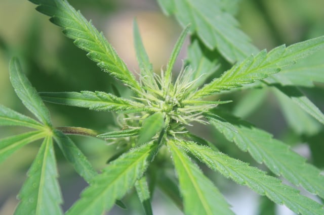 UNKNOWN STRAIN — grow_setup, day 2