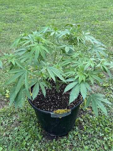 2026 Outdoor — vegetative, day 56