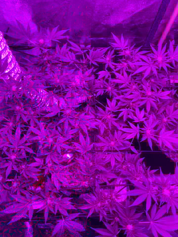 Amnesia Haze (First Ever Grow) — flower, day 80