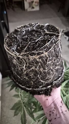 zlurricane blast — vegetative, day 42