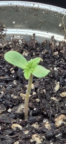 CzechsMex 2.0 — seedling_rooting, day 6
