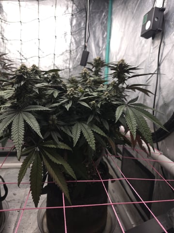 Granny Candy and PLCG — flower, day 116
