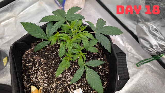 Strawberry Cheesecake Seedsman Seeds Autoflowers x2 — seedling_rooting, day 21