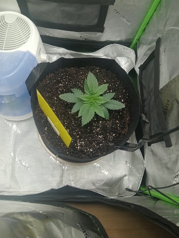 Critical Purple Kush — vegetative, day 30