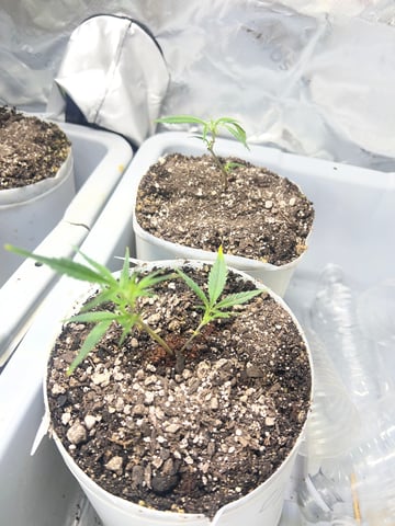 808 — grow_setup, day 6